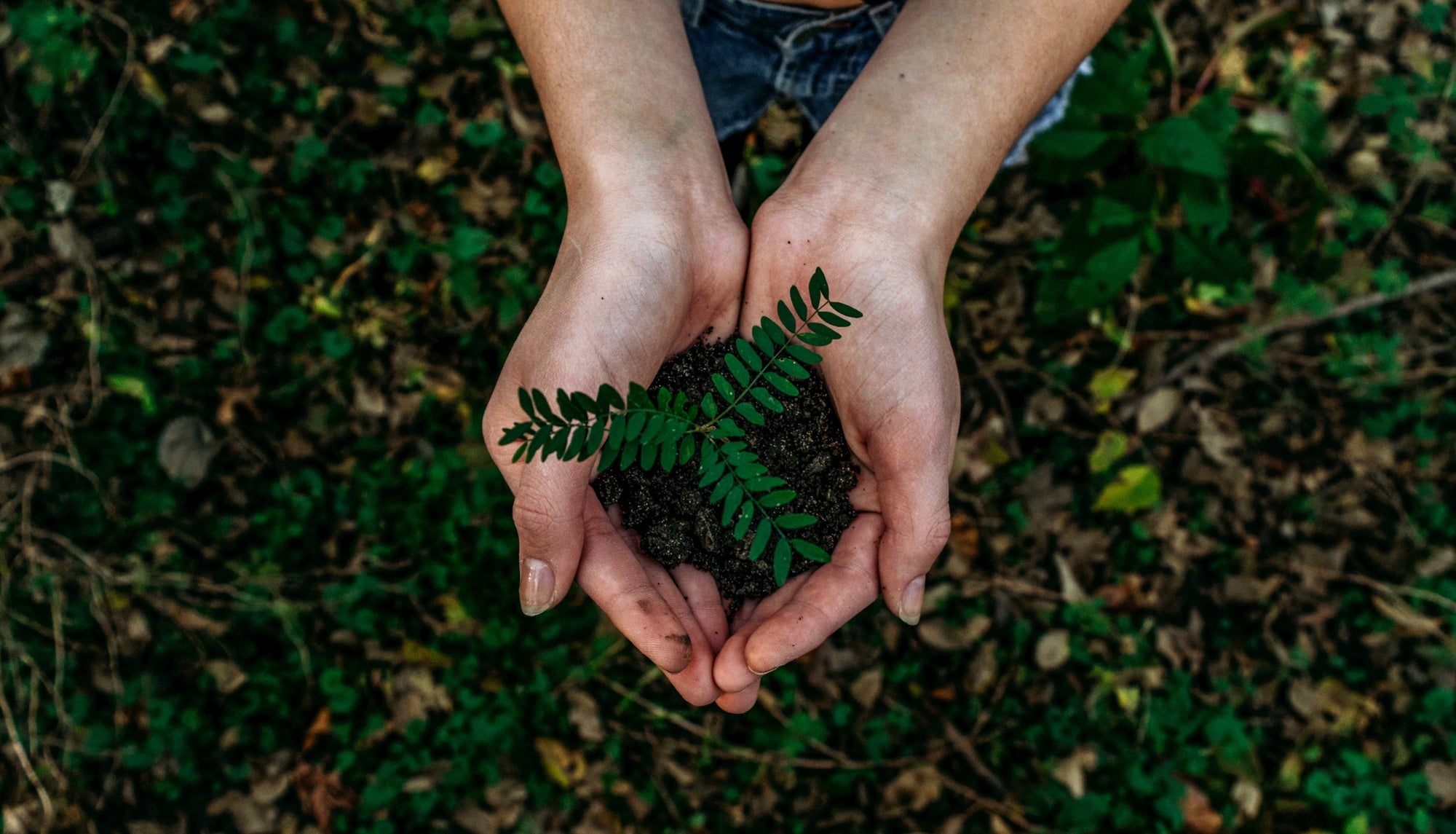 Cups For Trees - Ends 4th December - Header Image